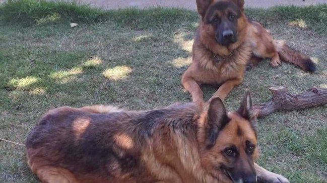  Tomás Vodanovic denunció que sus perros murieron envenenados  